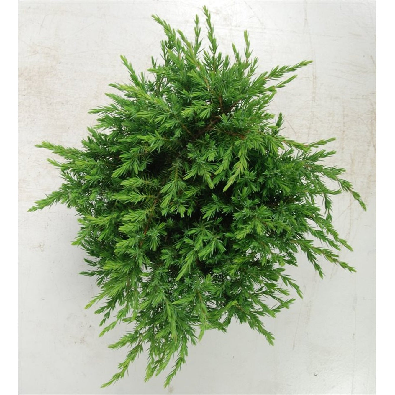 Strand-en – Juniperus conferta 'Schlager' - C7.5 40-50 cm.